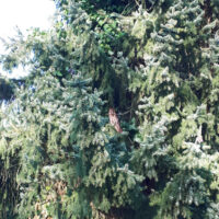 Ransuil_A